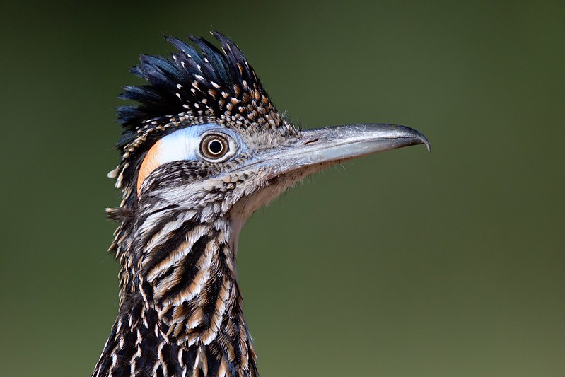 Roadrunner in the Canyon