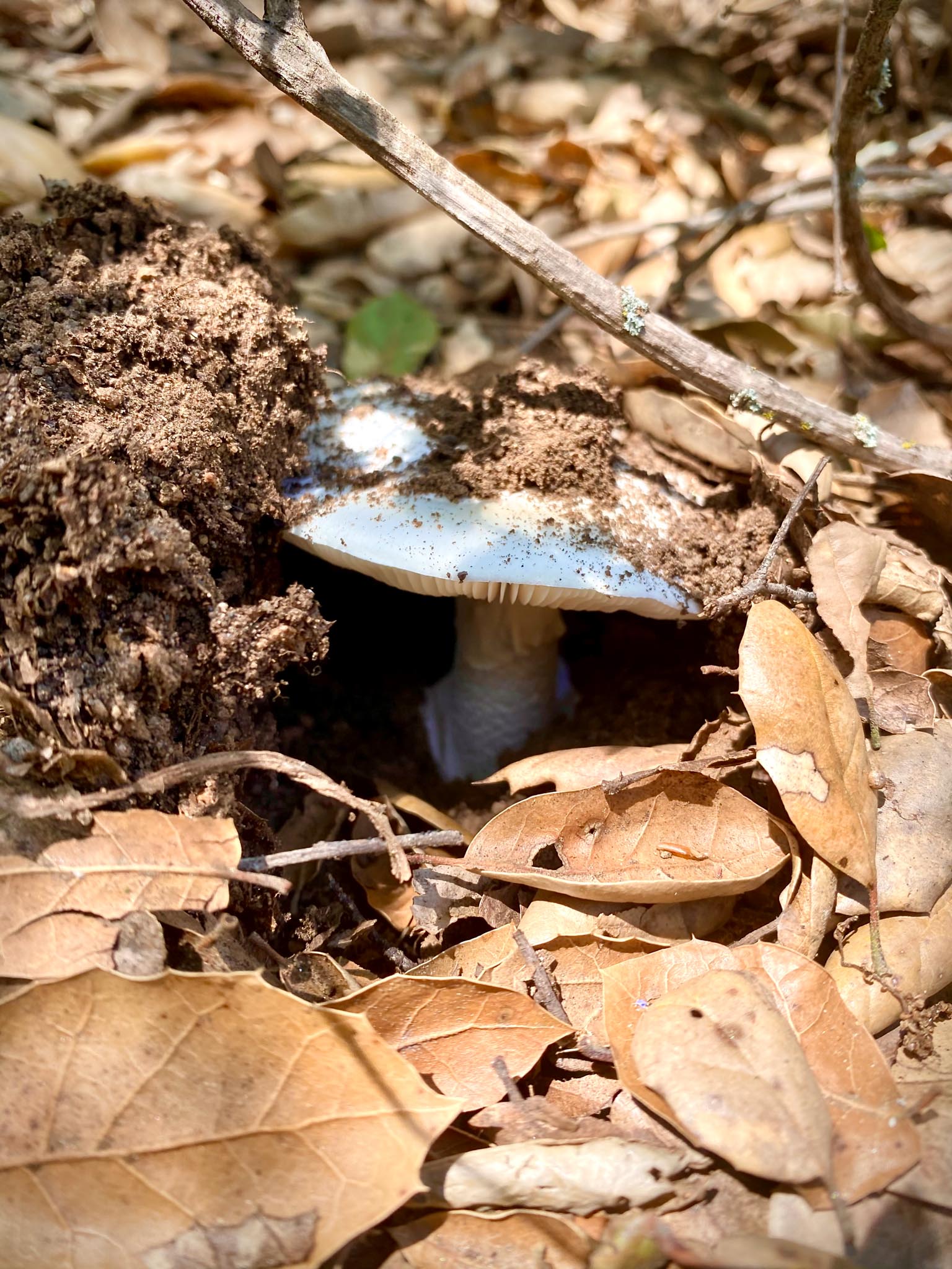 Mushrooms Pushing Up