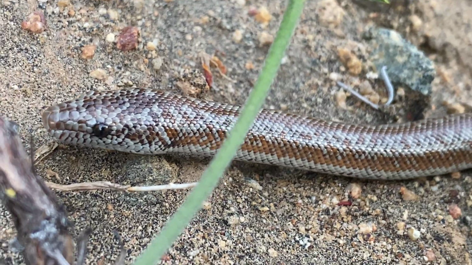 Rosy Boa near the Gatehouse