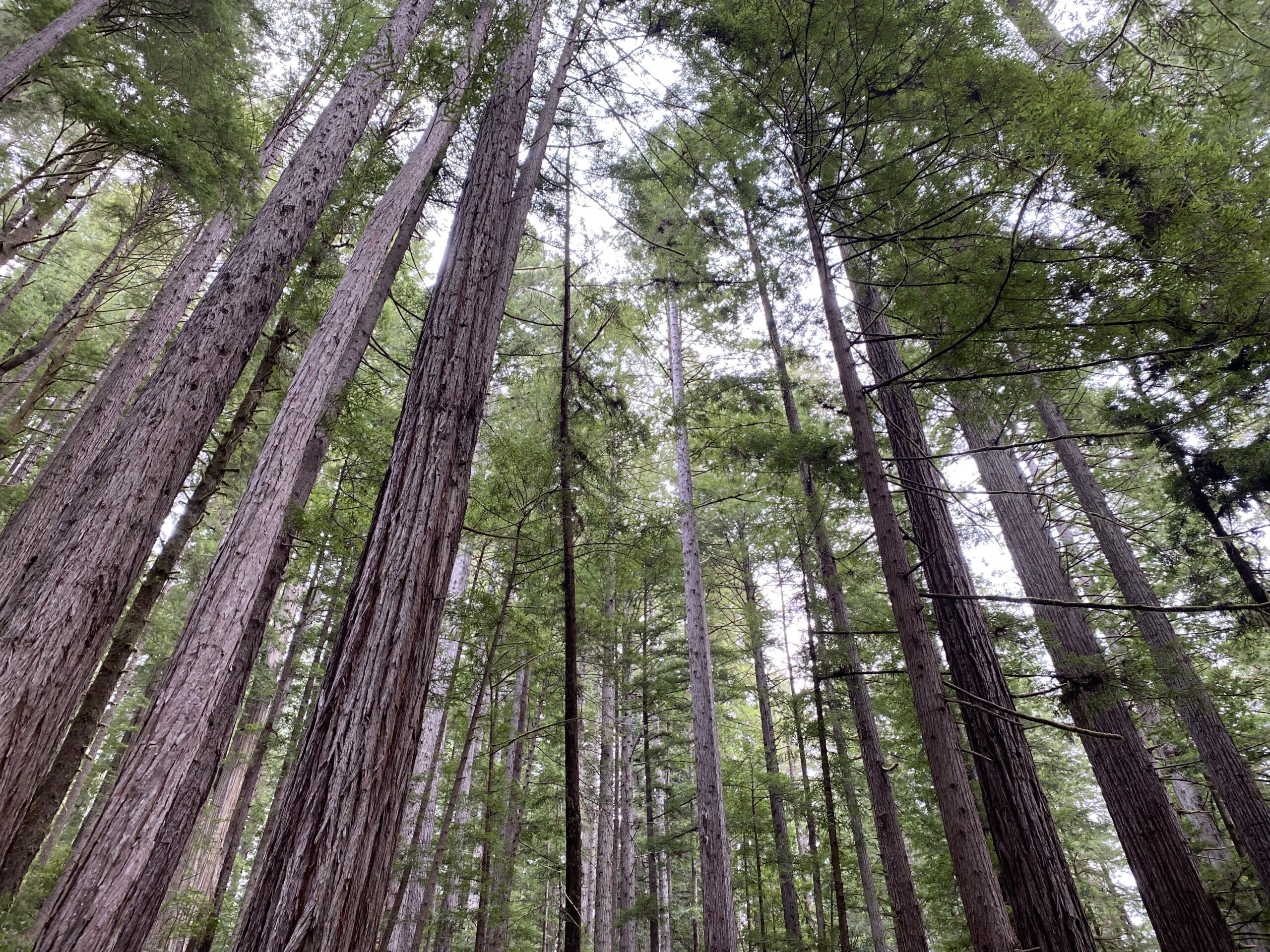 Communing with Redwoods